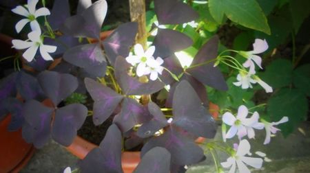 Oxalis triangularis