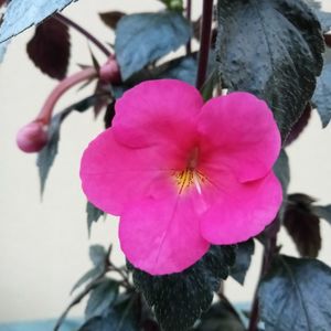 Jay Dee Pink