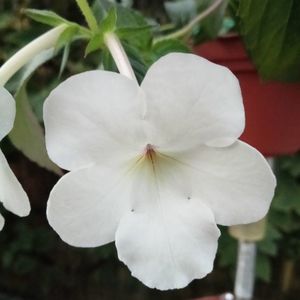 Jay Dee Large White