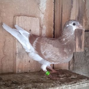 Pui 23-941...