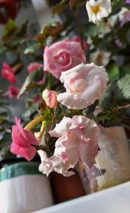 BriD Rosa Maria
