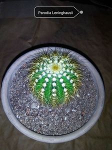 Parodia Leninghauşii