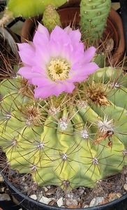 2023 Acanthocalycium violaceum