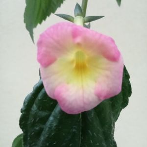 Strawberry Lemon
