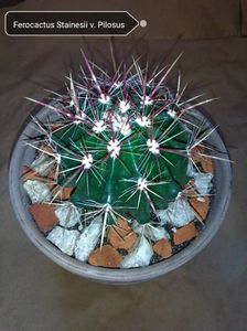 Ferocactus Stainesii v. Pilosus