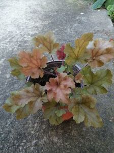 Heuchera nr 1-10 lei