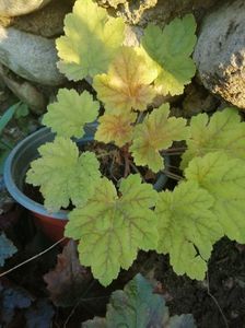 Heuchera nr 2- 15 lei