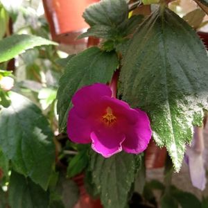 Hibridizatoare