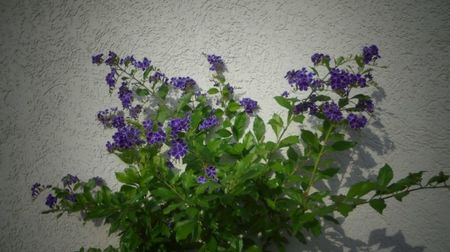 Duranta