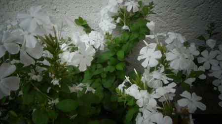 Plumbago zeylanica