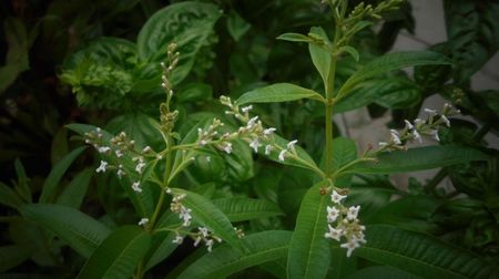Verbina parfumata(aloysia citriodora)