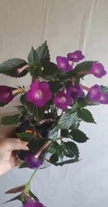 received_617374737276642