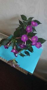 received_226910416581356