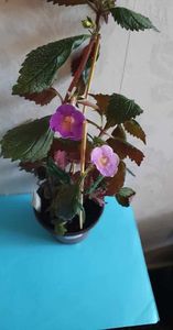 received_6519850334764236