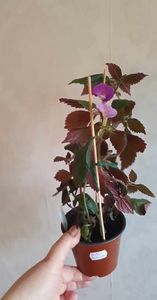 received_1258054461529599