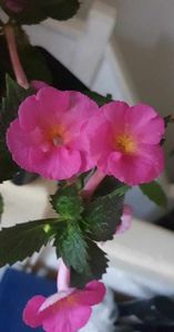 received_201616666232066