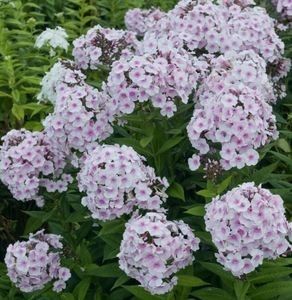 Phlox nr 1- 15 lei - grup de radacini