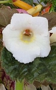 White Angel