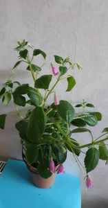 received_1074107626907128