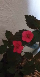 received_1905727063131997