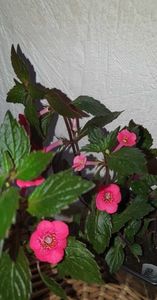 received_714037920736303