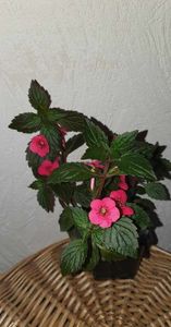 received_294571473222397