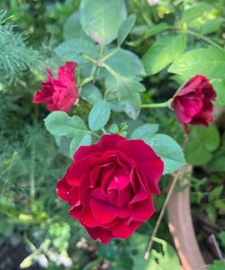 8E3BC41E-9096-40F4-9C05-E4D0F4403FC2; Red ruffles între iasomie și par

