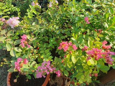 Lagerstroemia