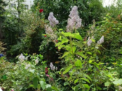 23.08.2023, ceanothus la a doua înflorire