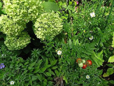 Cherry Balcony și aster Ashvi