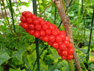 Arum italicum