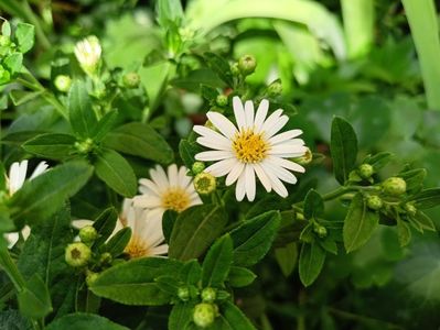 Aster ageratoides Starshine