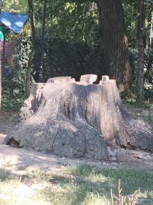 Un fost copac falnic