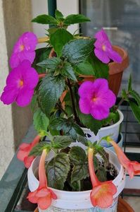 Cu guleras din...Helena