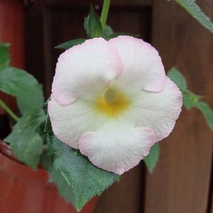 Blushing Beauty
