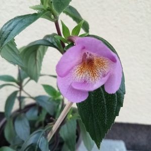 MMs 0818