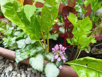 Lamium maculatum Red Nancy, mangold, țelină