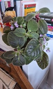 Eucodonia......; Mary sa stii ca sta doar temporar printre carti pana se termina balconul ;) , imi suna inca in urechi predictia ta :))))
