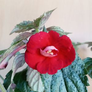 Red Diamond