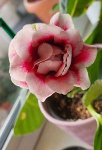 30.08.2023; Gloxinia
