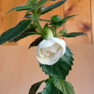 RFs Pina Colada