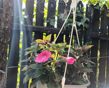 Scaldati in razele soarelui; Am pozat si plasa paianjenului, mi-a placut. ;)
