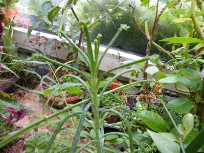 kalanchoe tubiflora 10