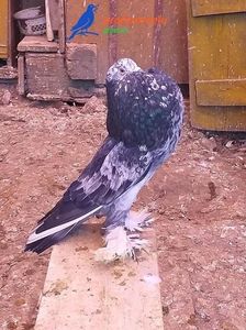 vândută lui Al Al (Nazna Mureș)