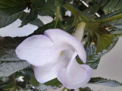 Achimenes