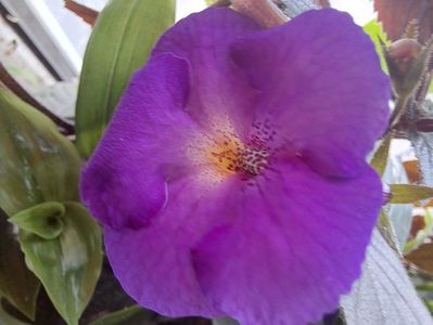 Achimenes