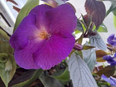 Achimenes