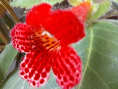 Kohleria