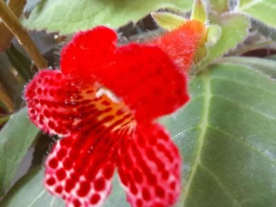 Kohleria