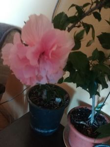 Clasic pink